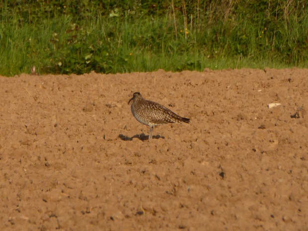 Name the Bird on a freshly ploughed Sand Acre